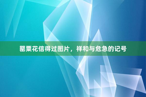 罂粟花信得过图片，祥和与危急的记号